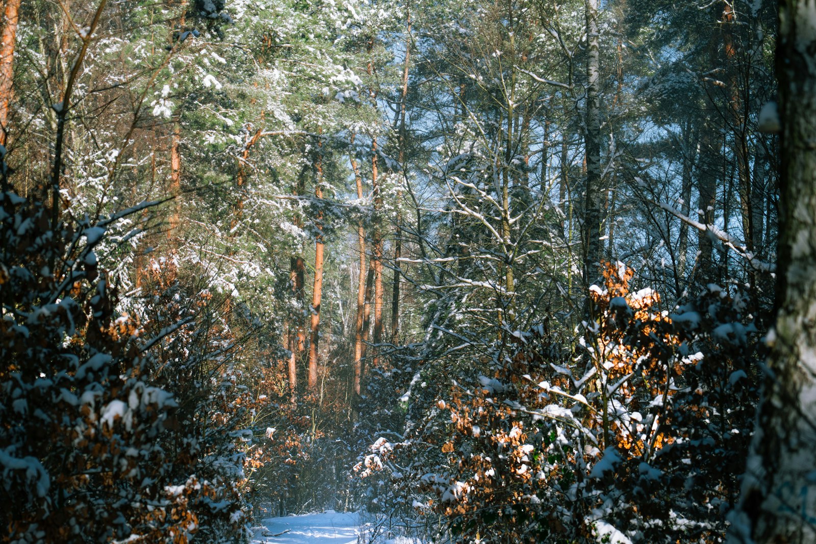 Sunlight on snow-dusted pines and a snowy forest path